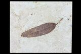 Fossil Leaf (Unidentified) - Green River Formation #79547-1